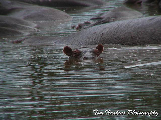 Heres lookin at you.jpg